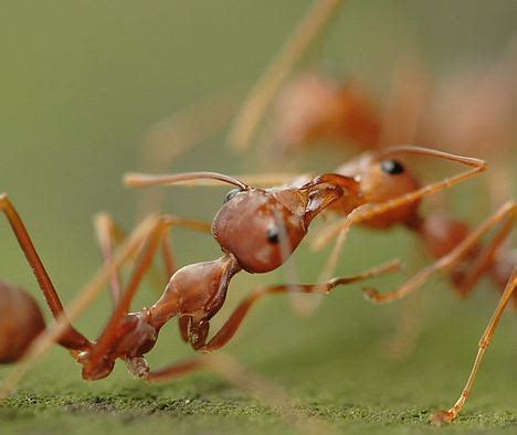 Karınca savaşı